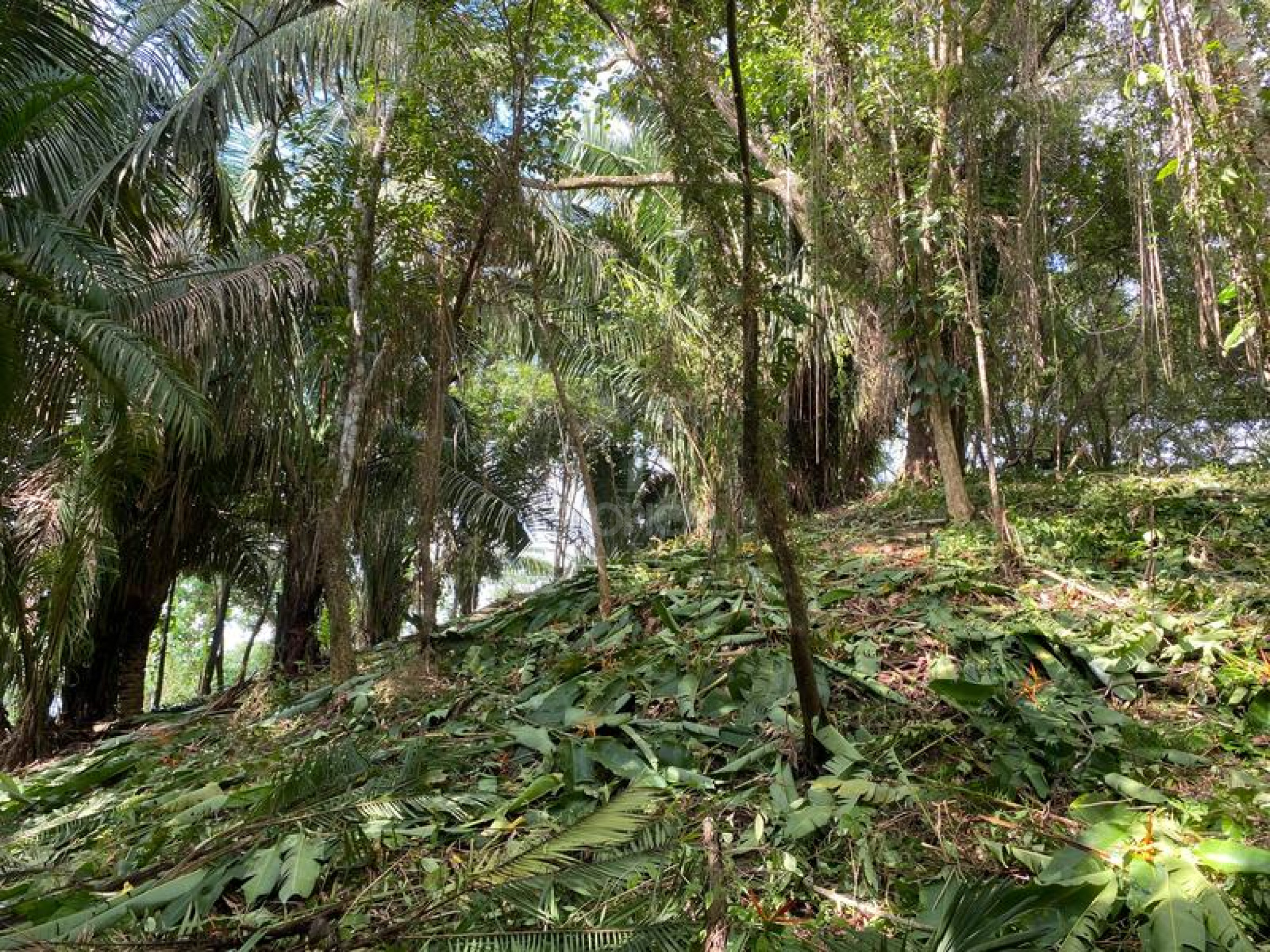 Strategic Commercial Lot in Cabuya – High Visibility and Outstanding Development Potential