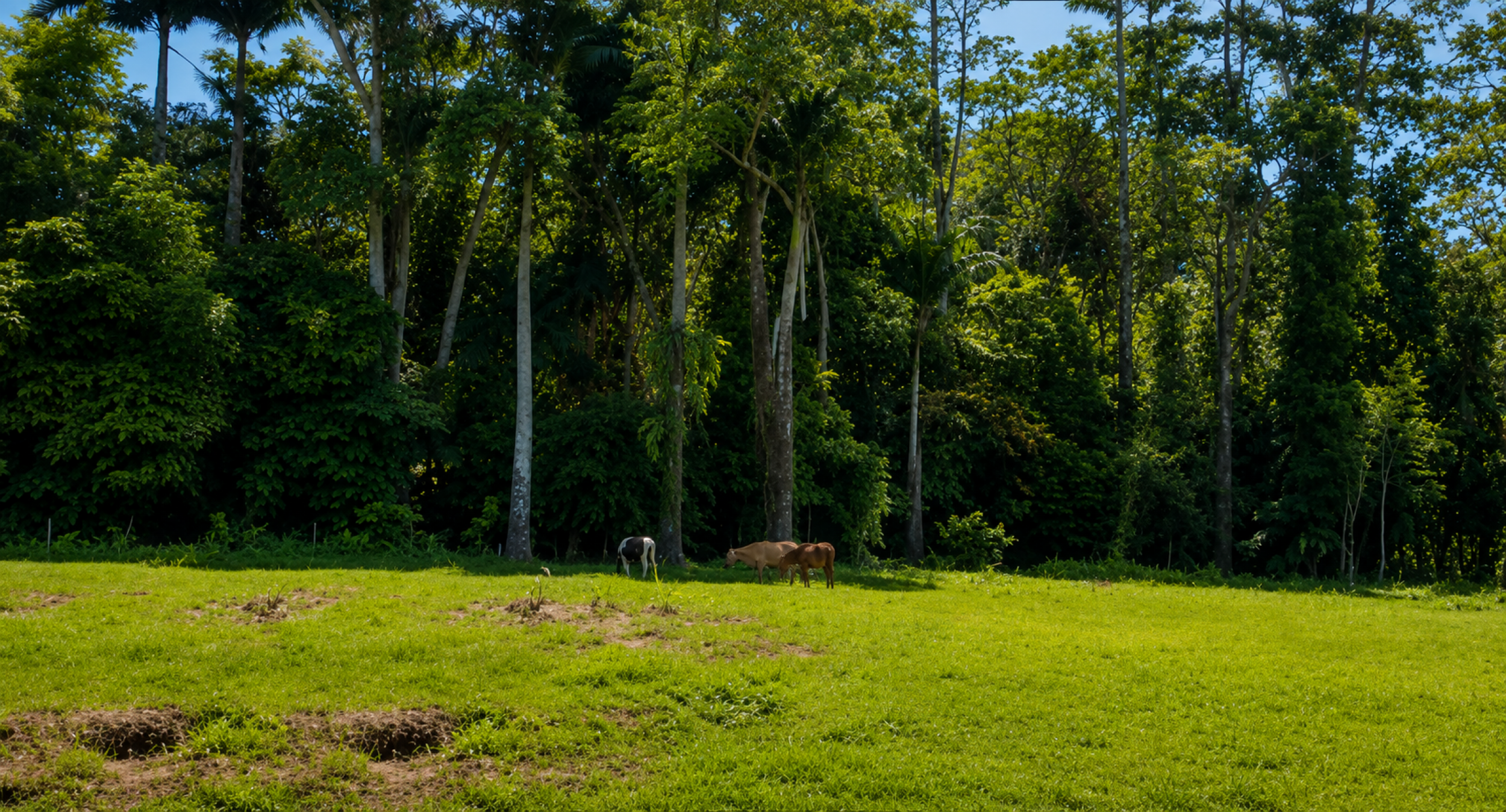 Large Development Property for Sale in Limón | 29.8 Hectares in Costa Rica’s Caribbean Region
