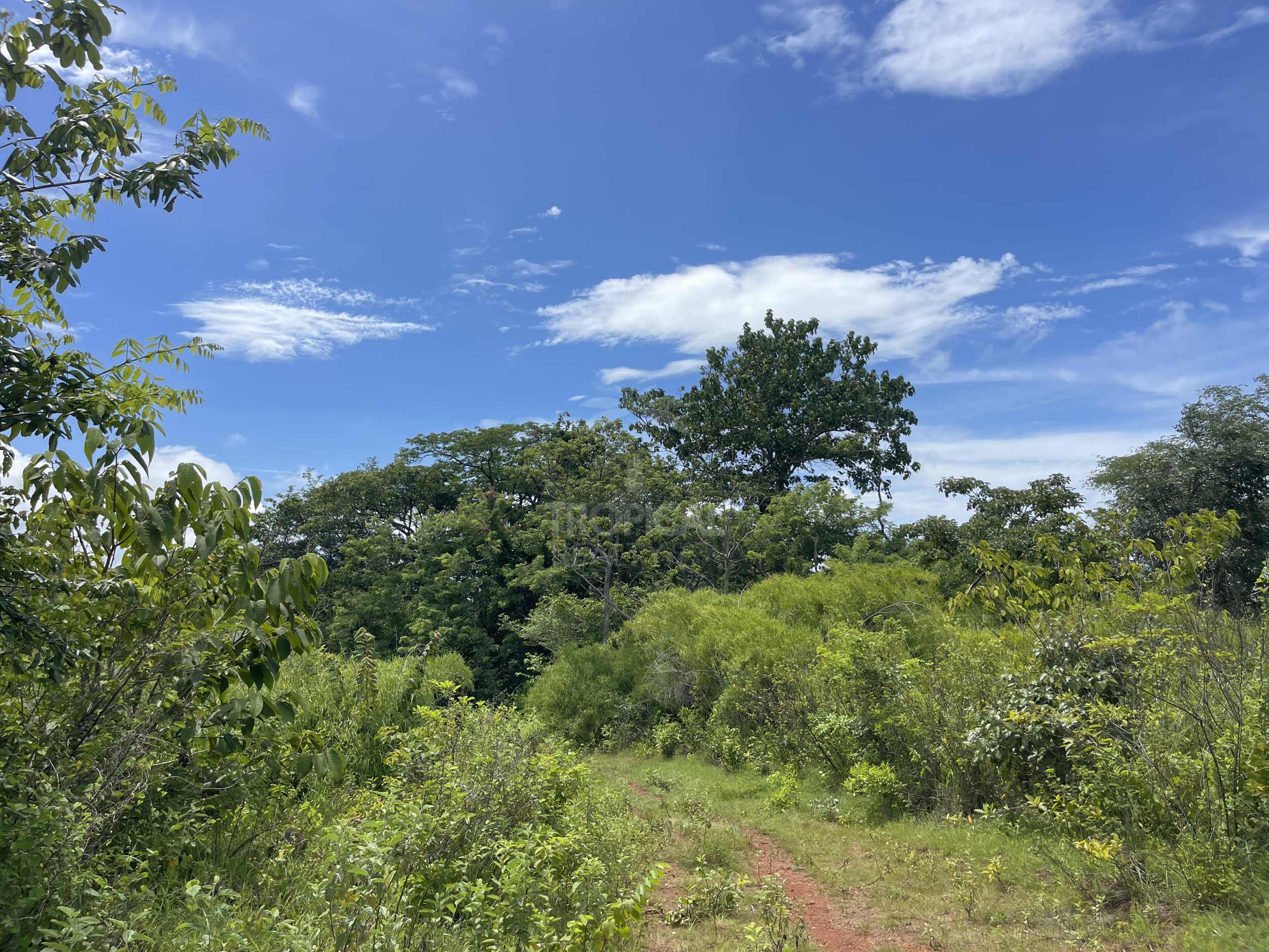 Nuevo Colon 1,24 acres - 5000m2 Estate with Panoramic Ocean Views in Guanacaste