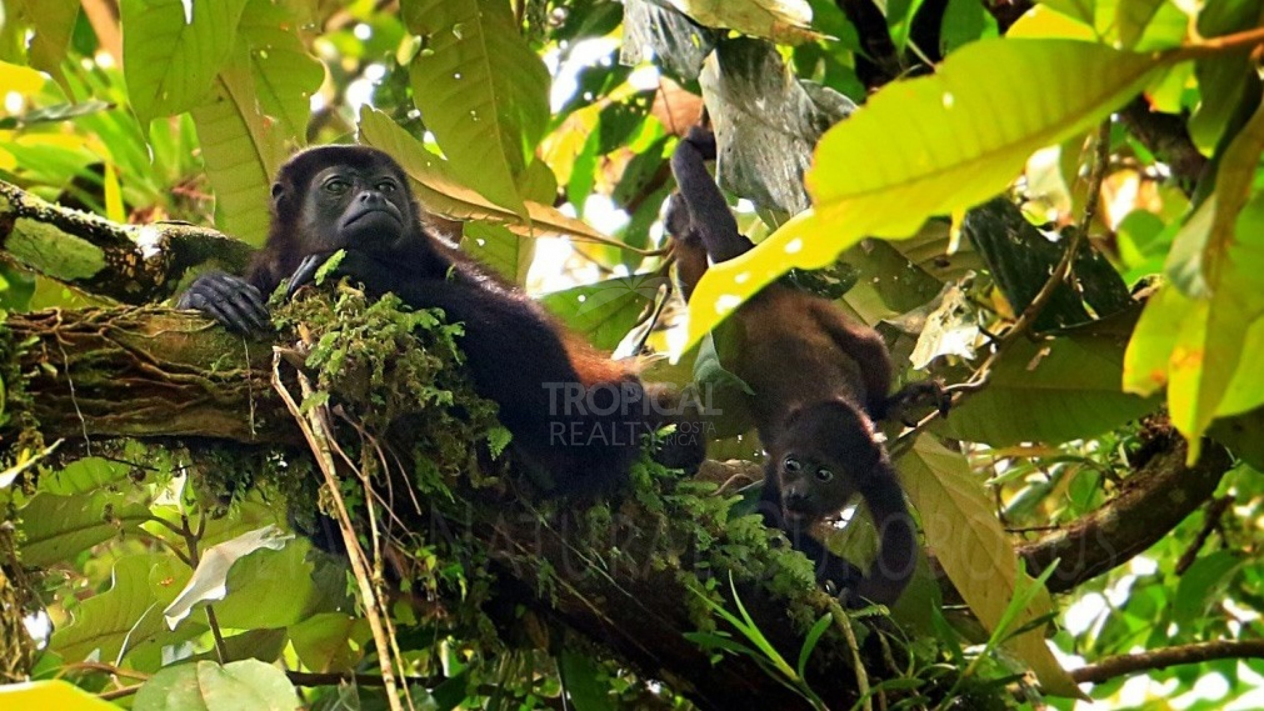 For Sale: Nature Lover’s Paradise in Sarapiquí – 24.7 Acres with Two Rivers | Bijagual, Heredia