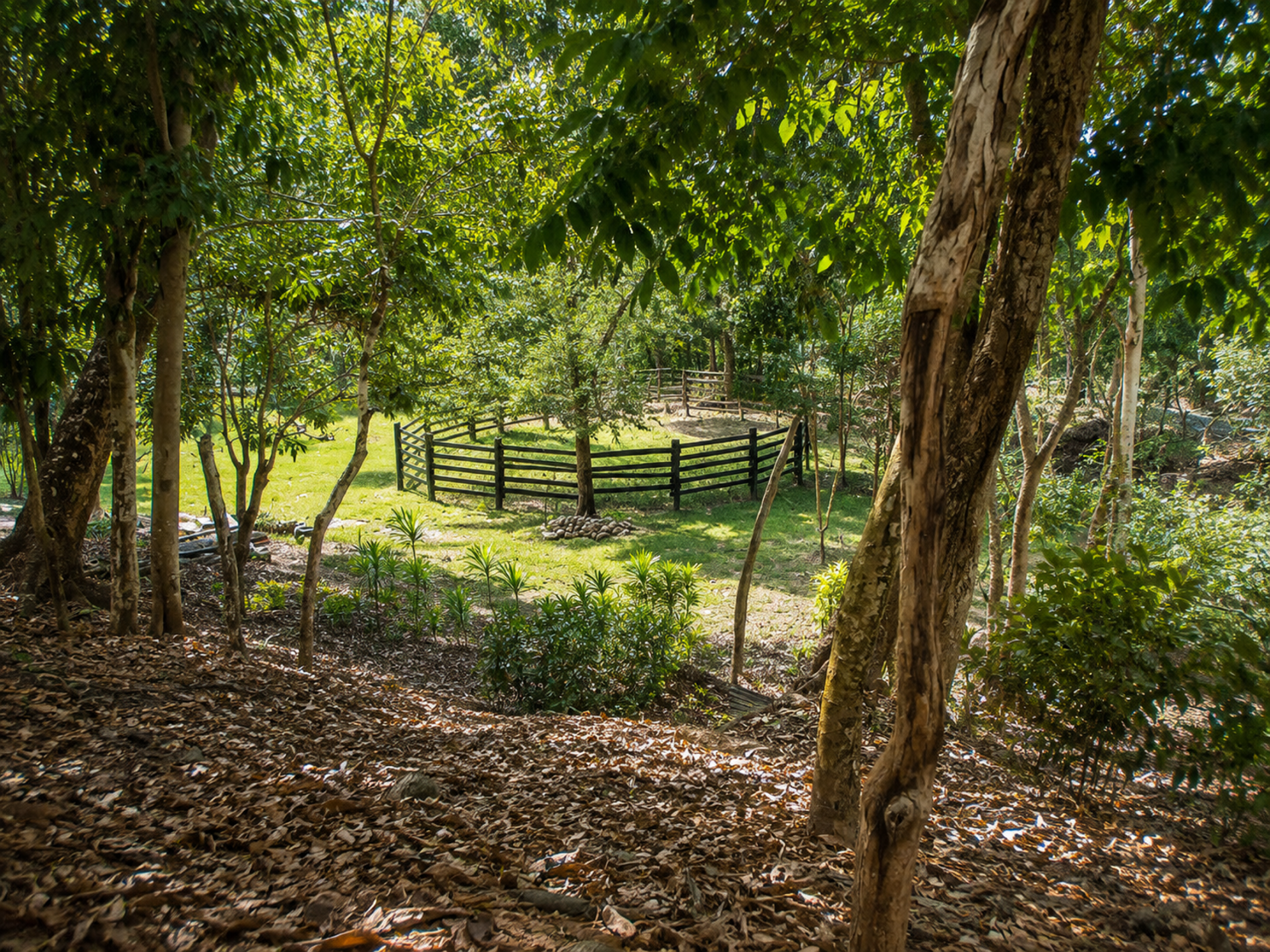 95-Acre Farm for Sale in Vainilla, Tambor – Nature, Agriculture & Development Opportunity