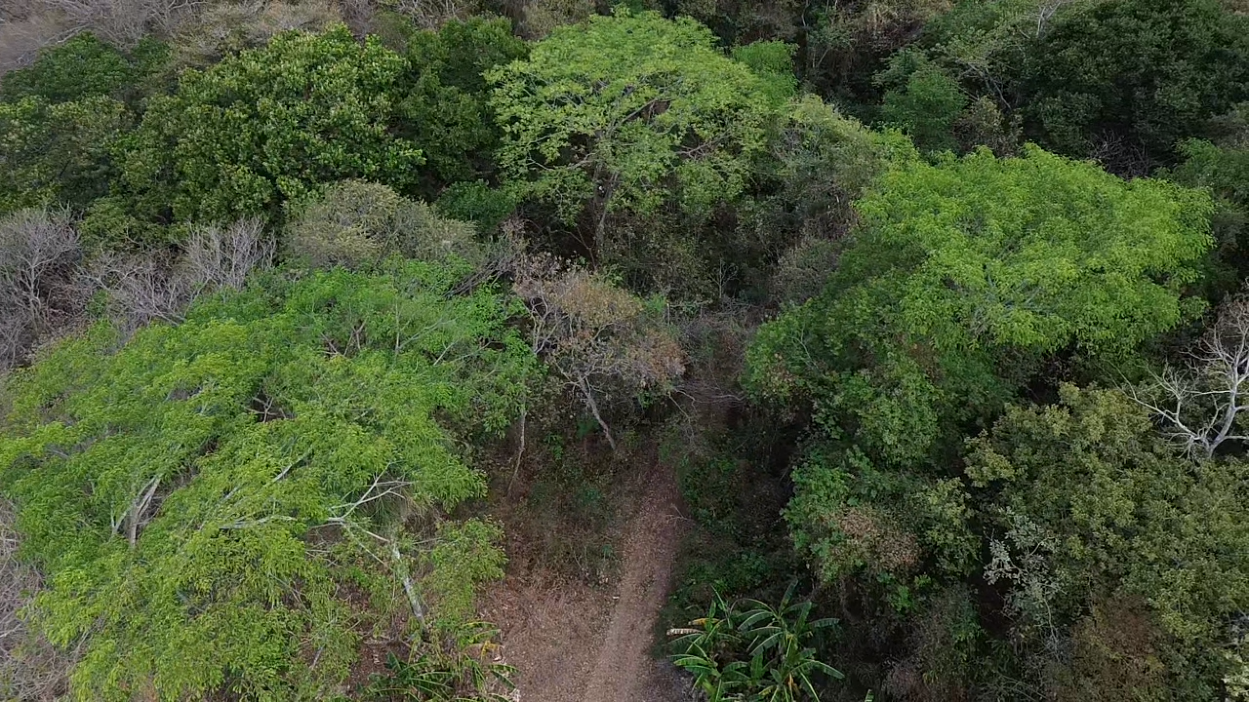 153-Hectare Ranch for Sale in Santa Cruz, Guanacaste – Natural Springs, Forest & Development Potential | $1,000,000