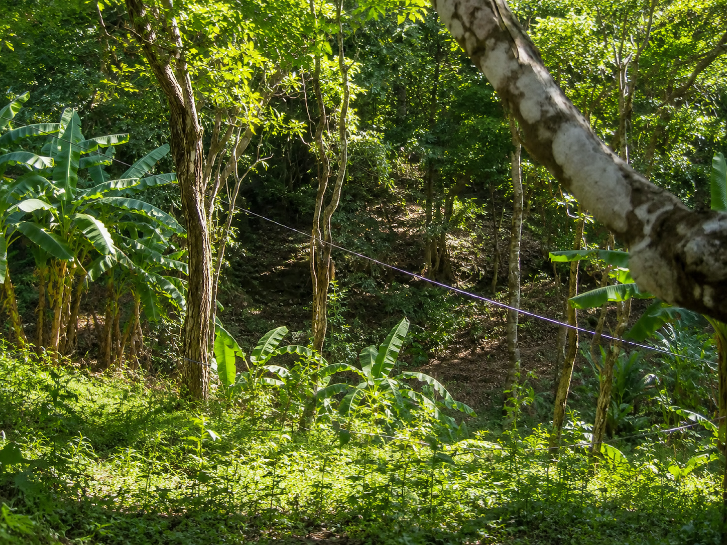 95-Acre Farm for Sale in Vainilla, Tambor – Nature, Agriculture & Development Opportunity