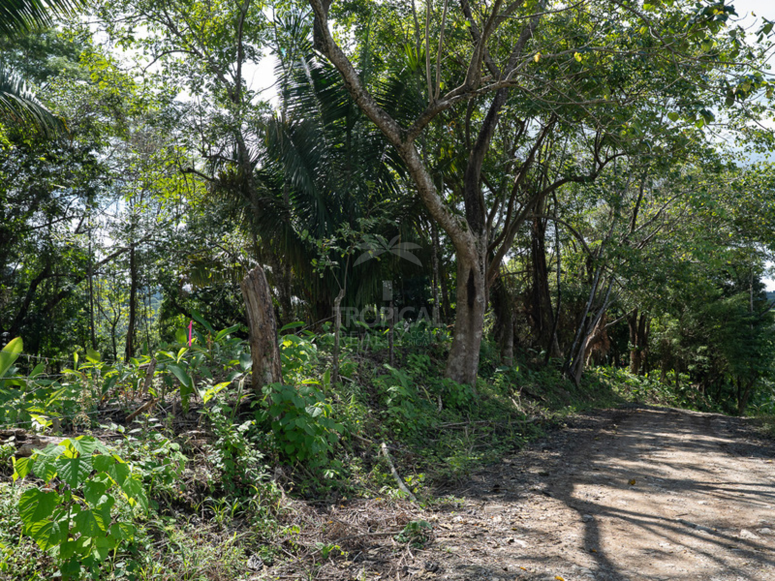 Commercial and Tourism Lot in Cabuya – Visibility, Nature, and Growth Potential