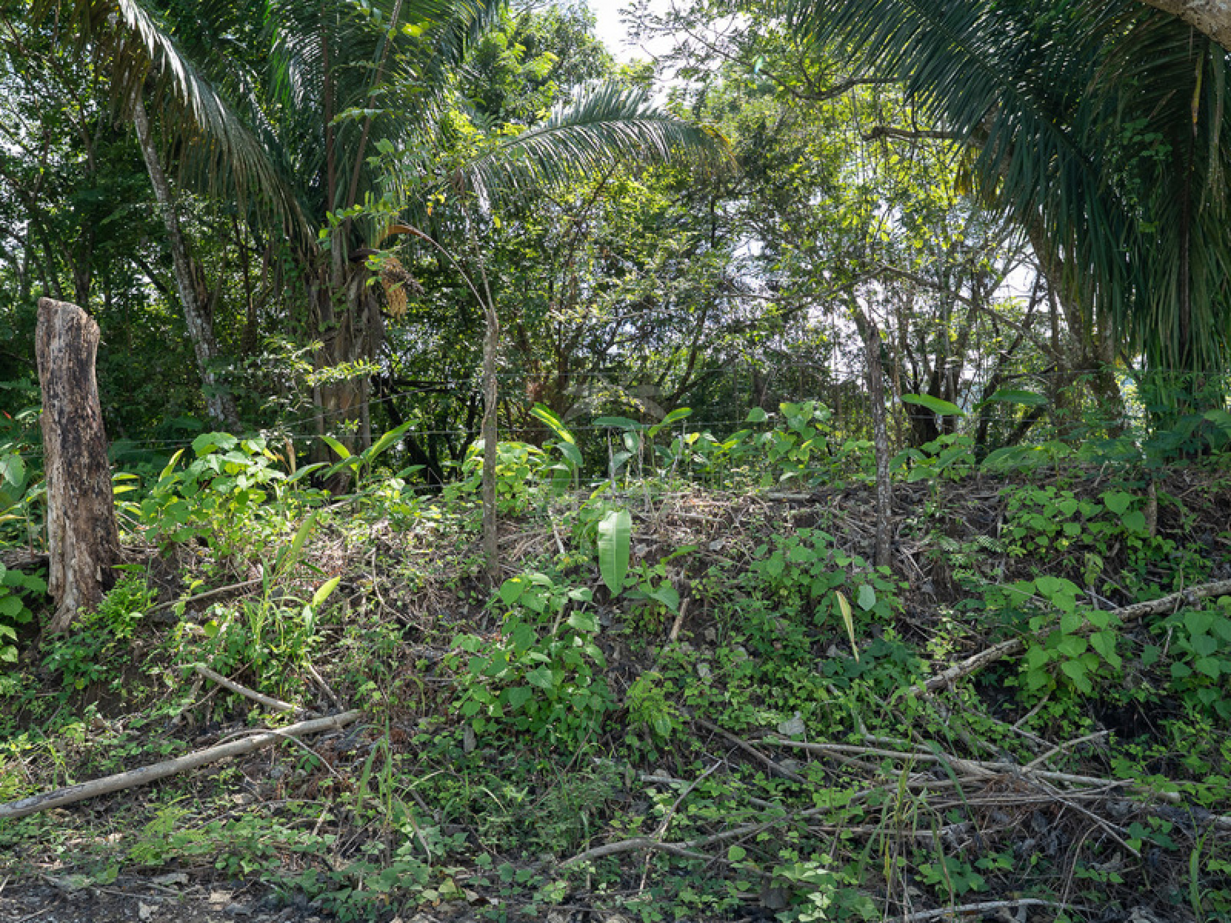 Commercial and Tourism Lot in Cabuya – Visibility, Nature, and Growth Potential
