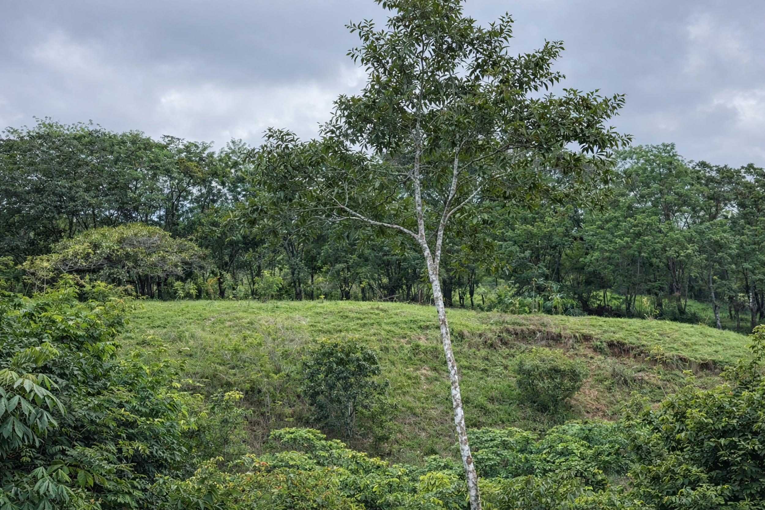 5,000 m² Lot in San Isidro – 5 Minutes from Playa Carmen