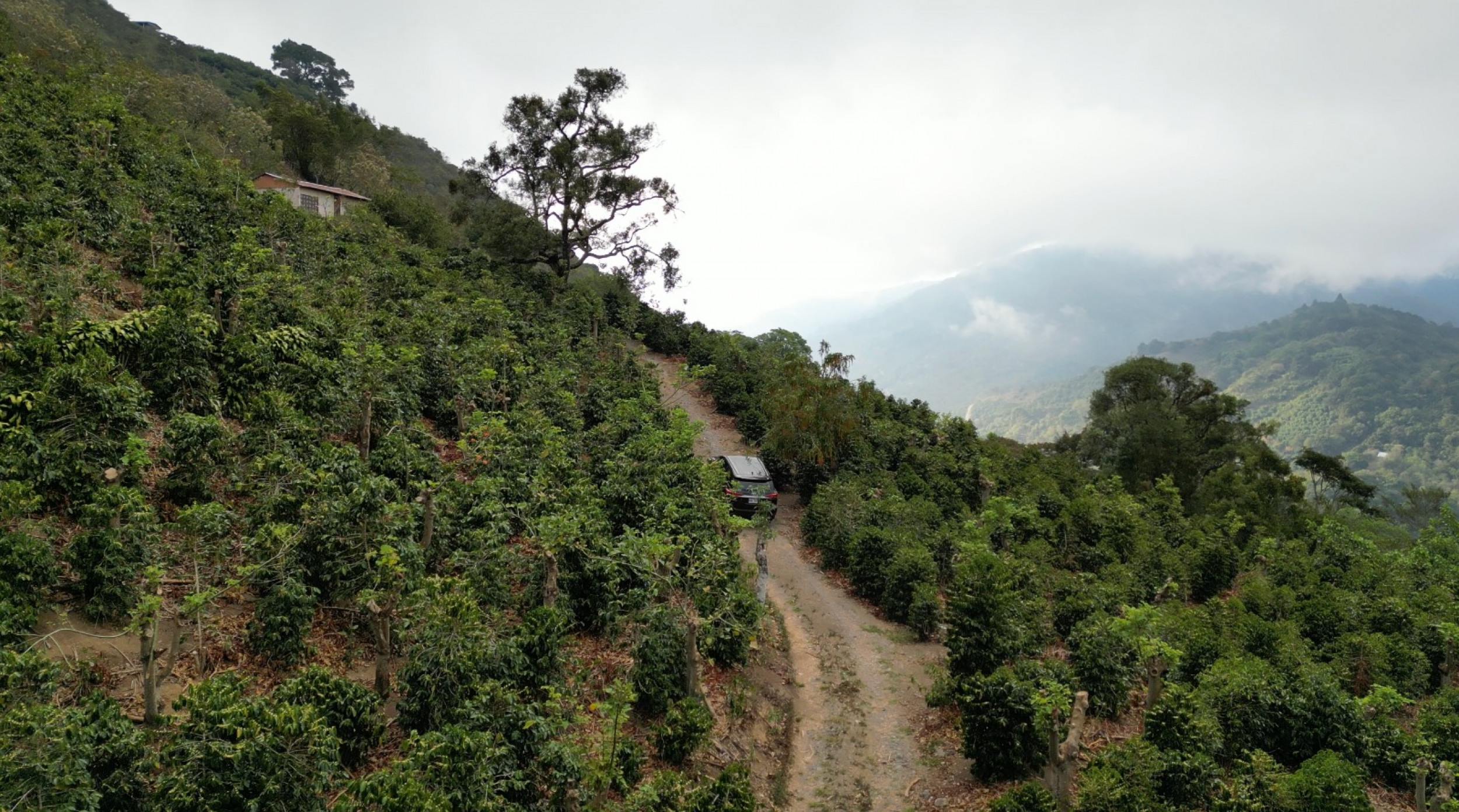 Coffe farm for Sale in Copey de Dota