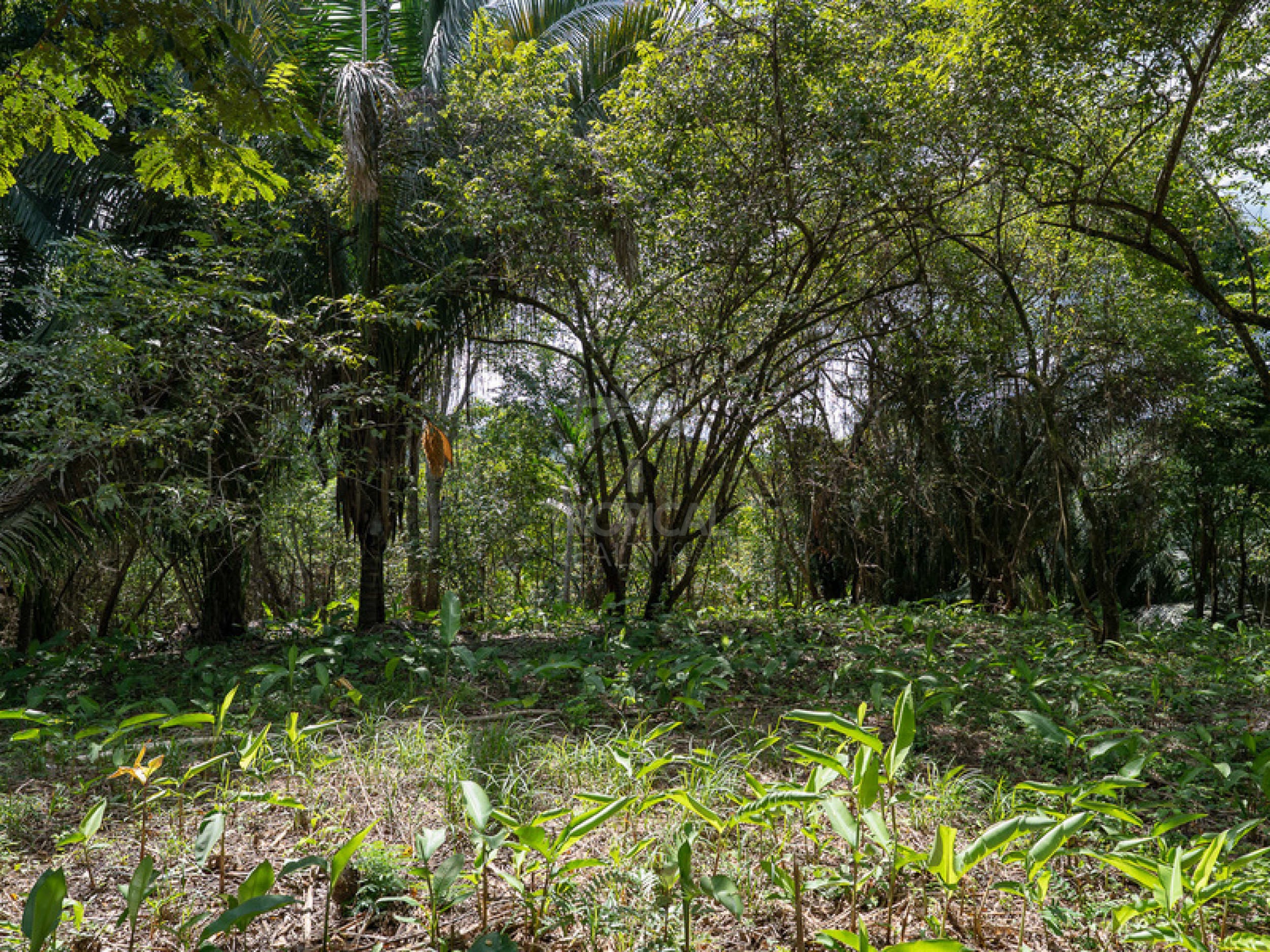 Commercial and Tourism Lot in Cabuya – Visibility, Nature, and Growth Potential
