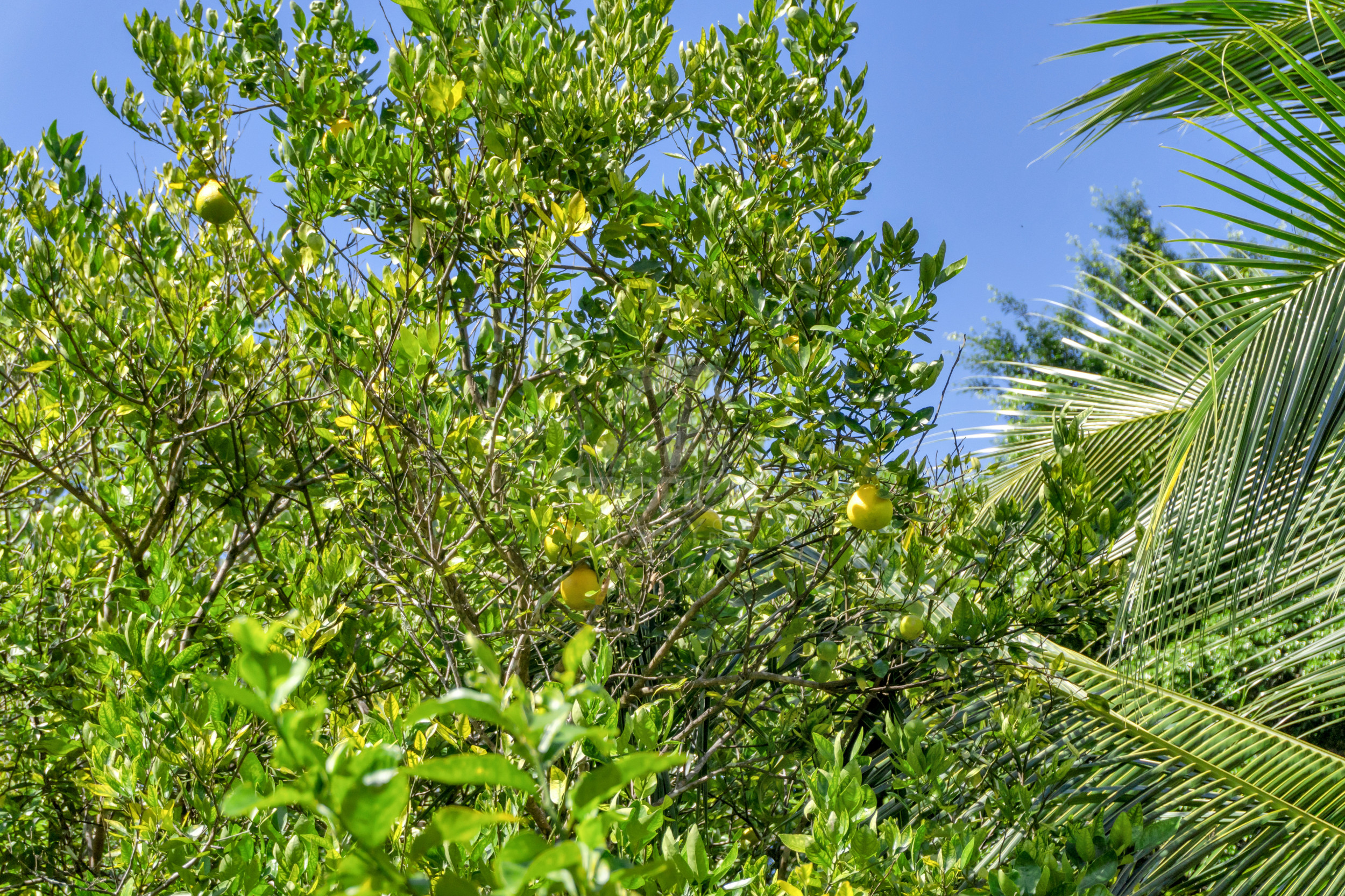 Modern Jungle Villa in Las Delicias – Santa Teresa