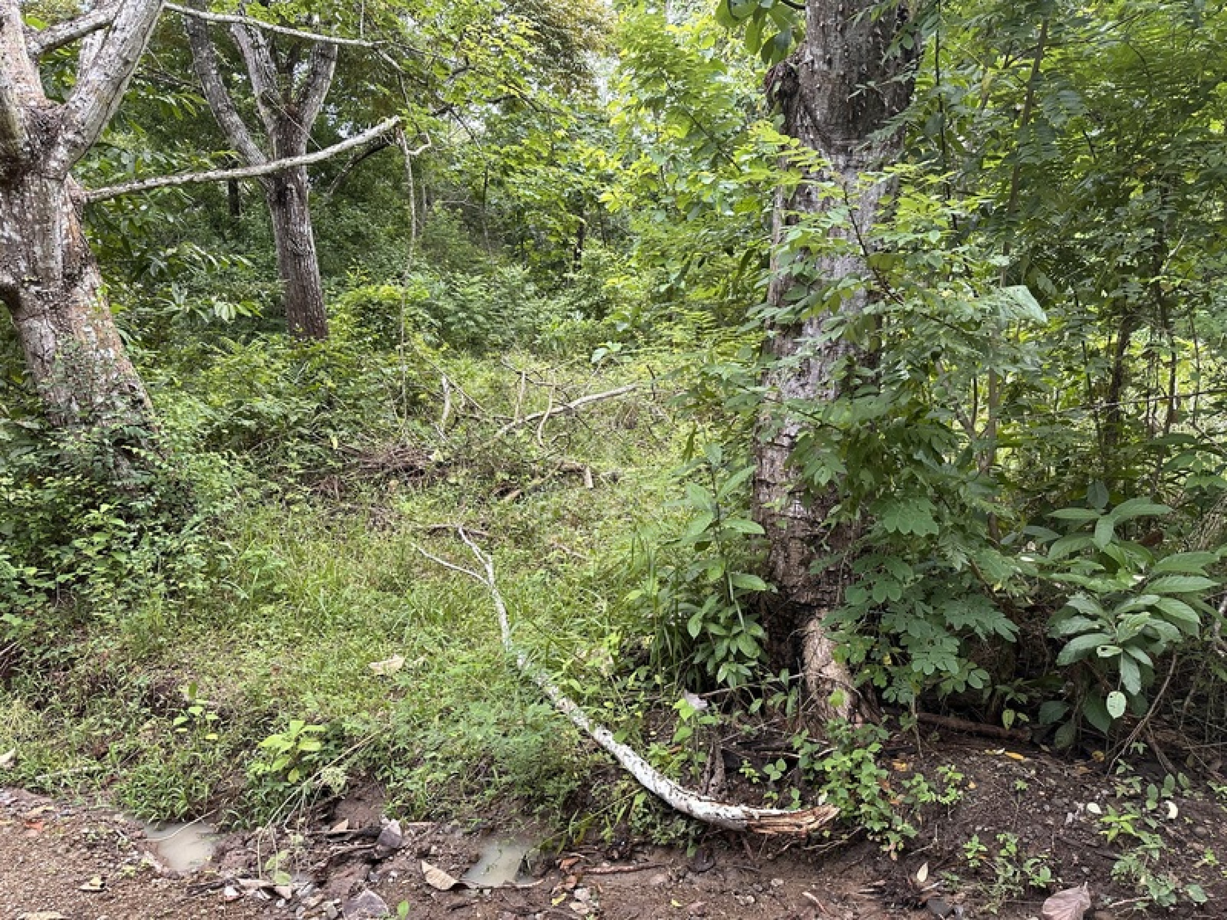 Exclusive Riverfront Lot Near the Beach in Manzanillo, Costa Rica