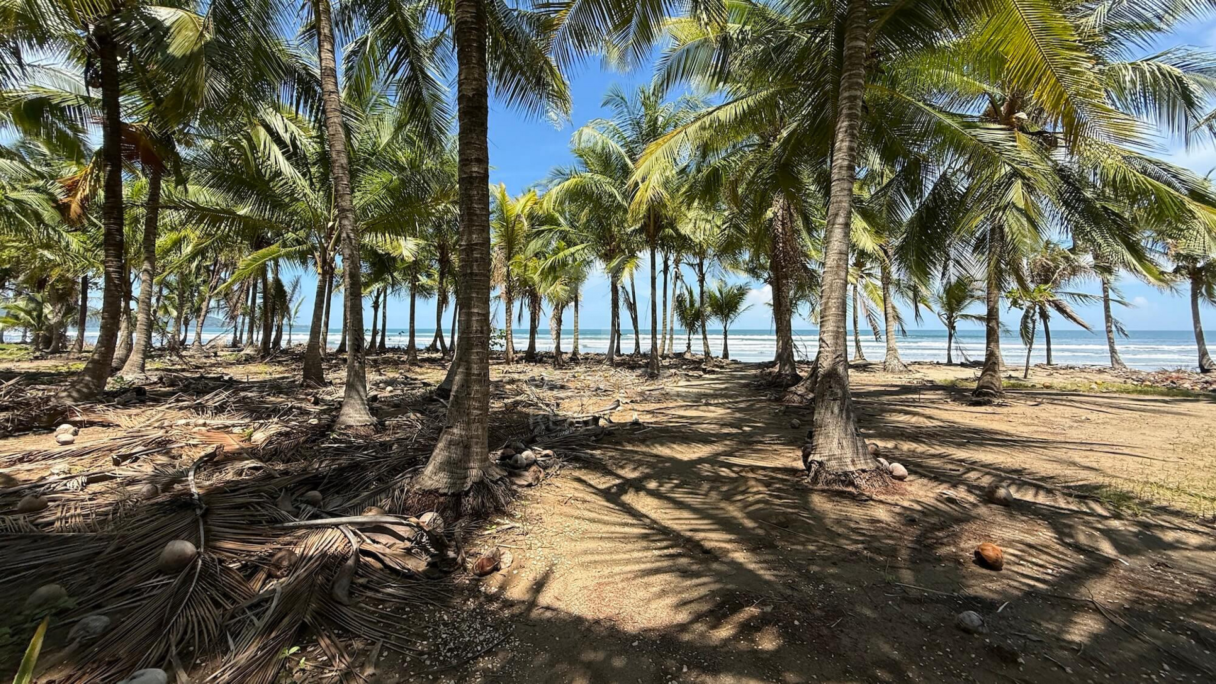 Paradise Found: Exclusive Beachfront Estate in Playa Coyote