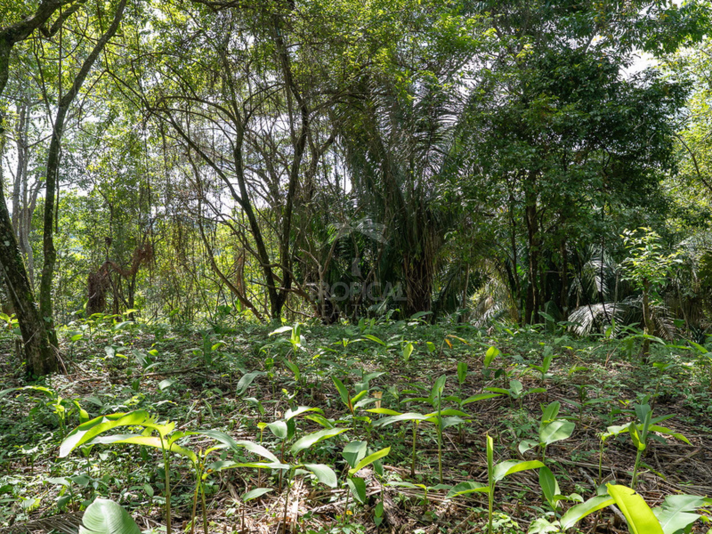 Commercial and Tourism Lot in Cabuya – Visibility, Nature, and Growth Potential