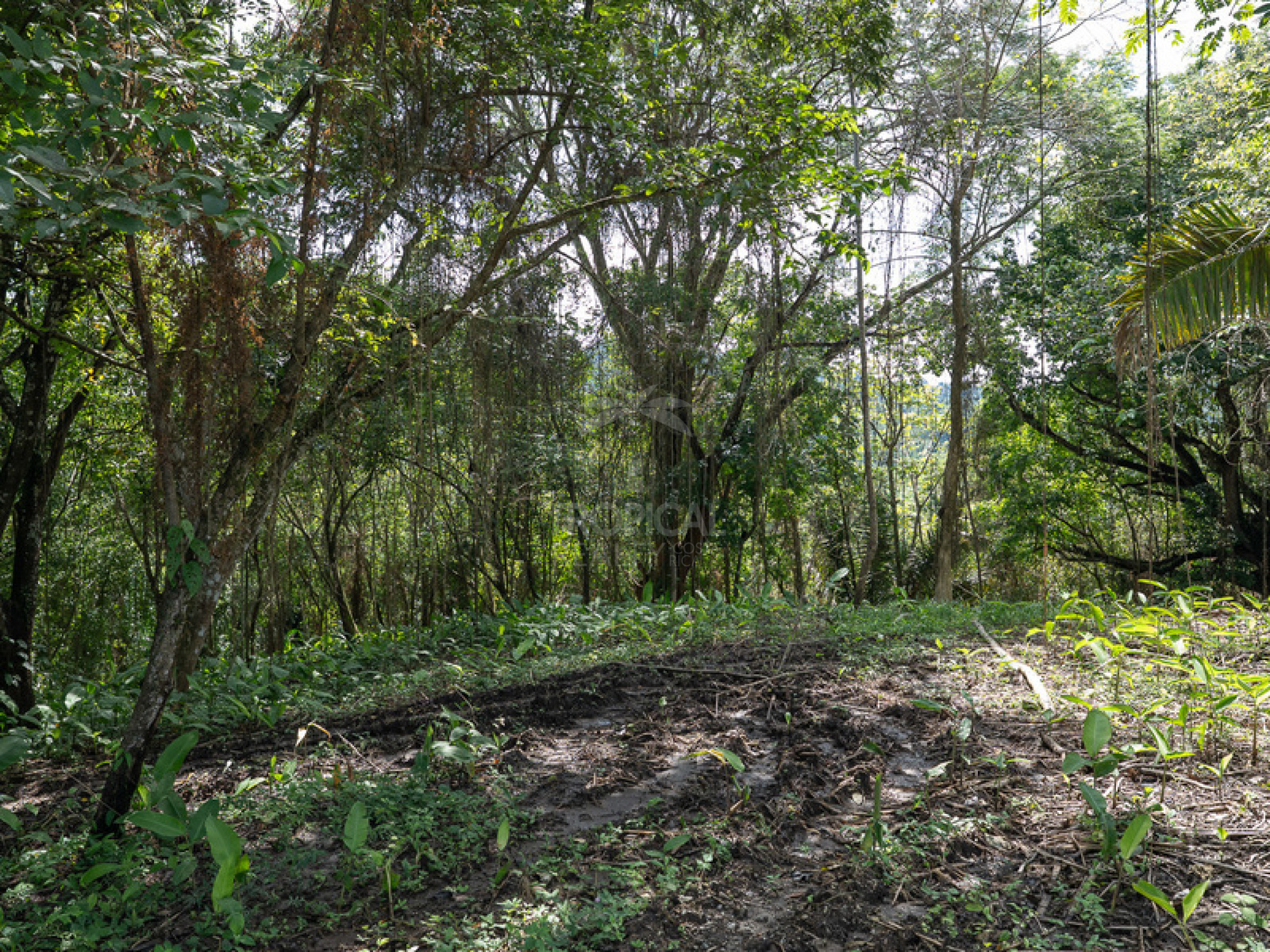 Commercial and Tourism Lot in Cabuya – Visibility, Nature, and Growth Potential