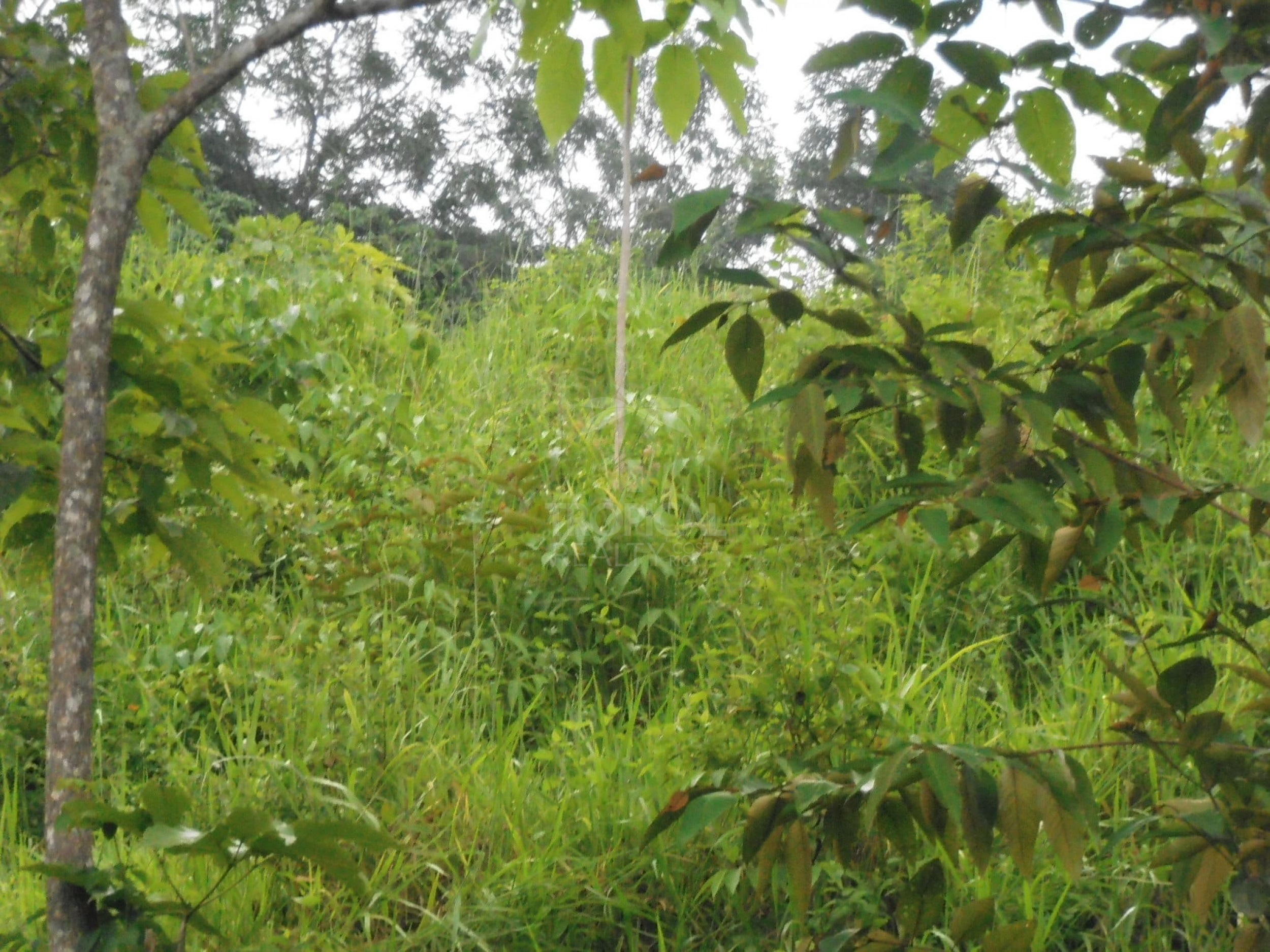 210-Hectare Farm for Sale in Tulín, Puriscal | 519 acres