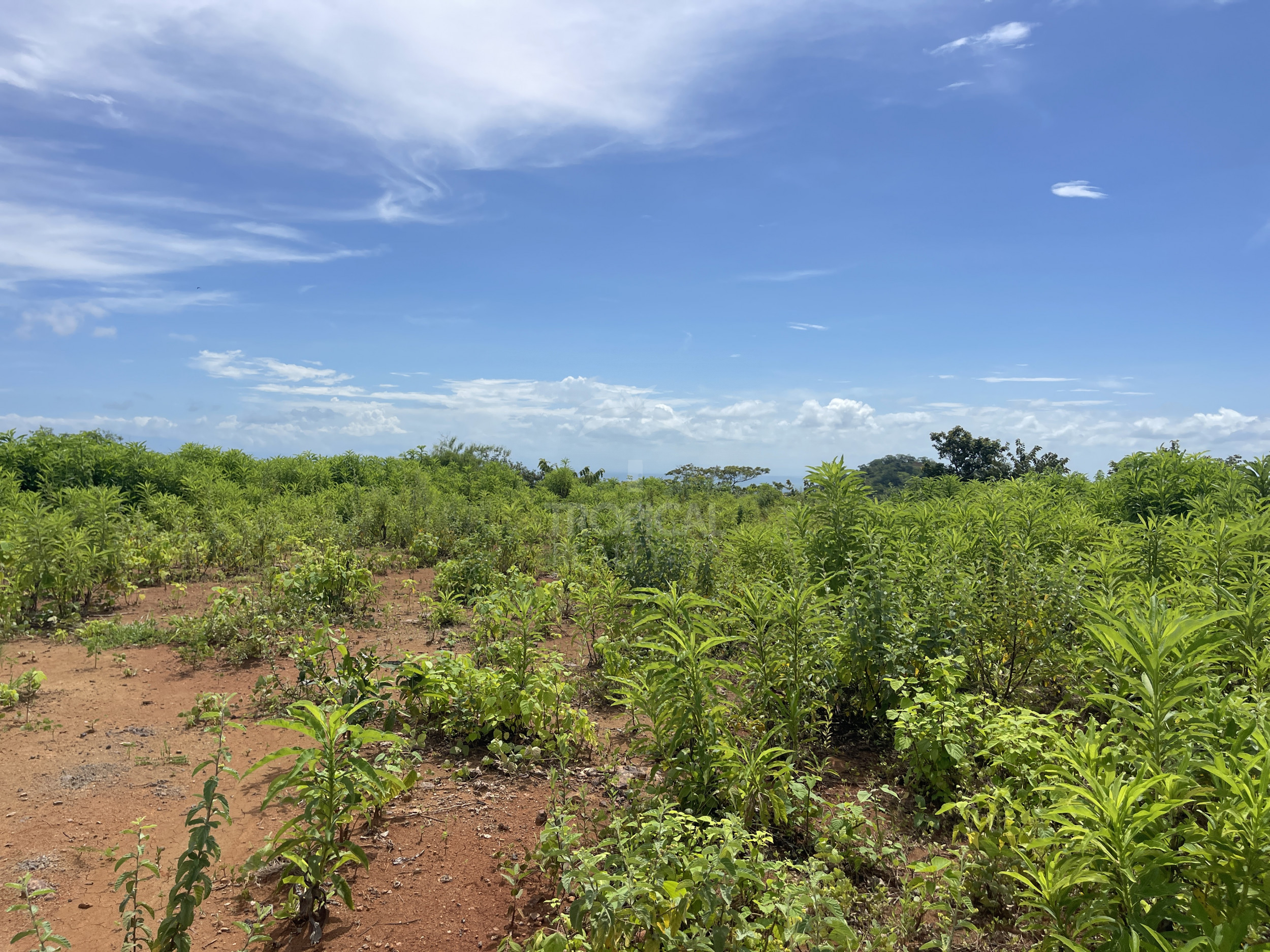 Nuevo Colon 1,24 acres - 5000m2 Estate with Panoramic Ocean Views in Guanacaste