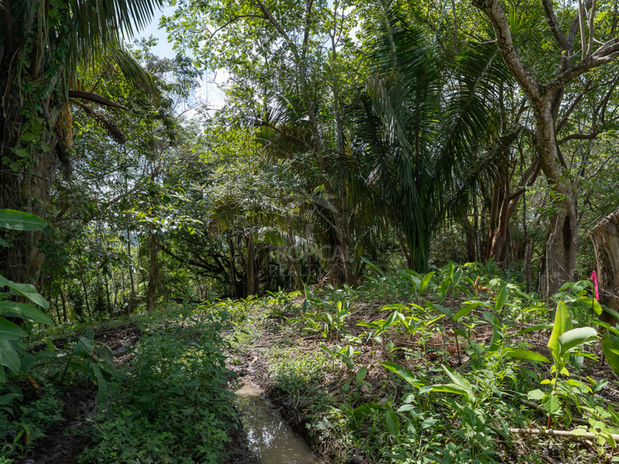 Commercial and Tourism Lot in Cabuya – Visibility, Nature, and Growth Potential