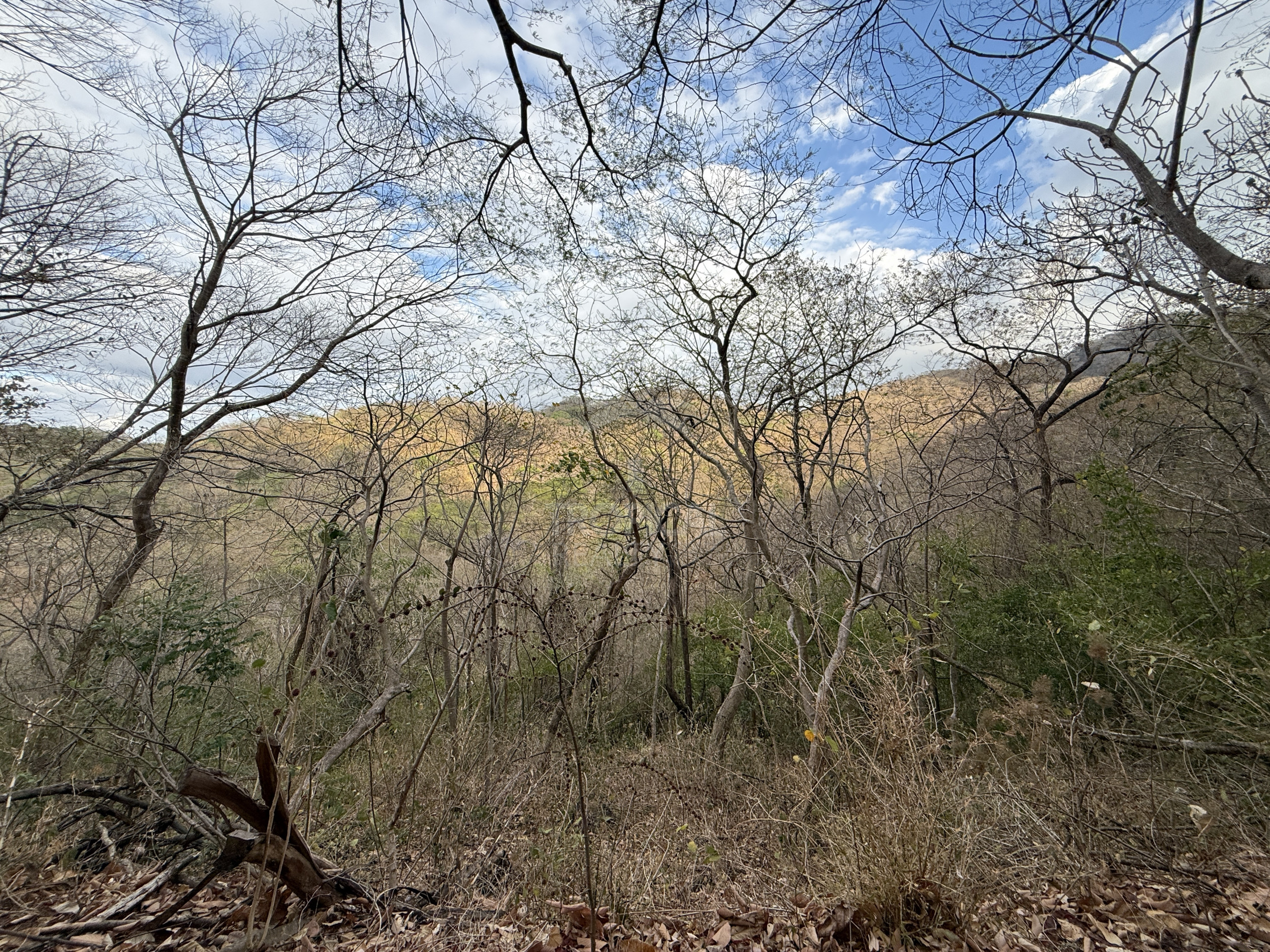 153-Hectare Ranch for Sale in Santa Cruz, Guanacaste – Natural Springs, Forest & Development Potential | $1,000,000