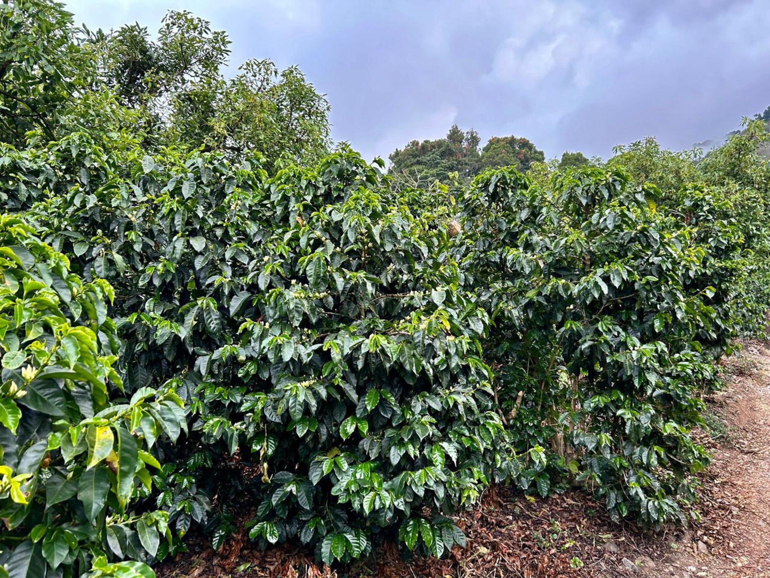Coffe farm for Sale in Copey de Dota