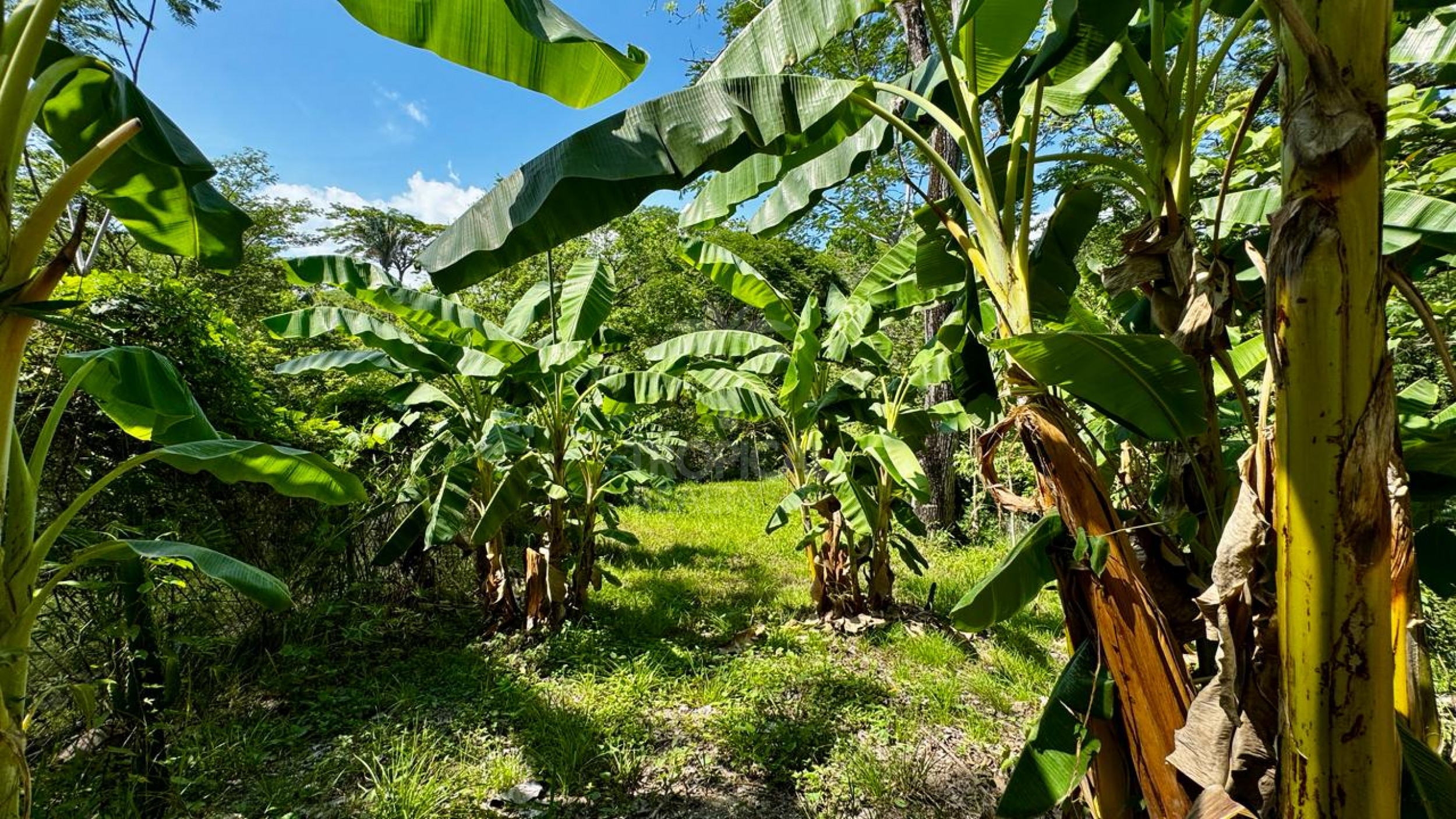 Charming One-Bedroom Home with Pool in Santiago – Just Minutes from Playa Hermosa