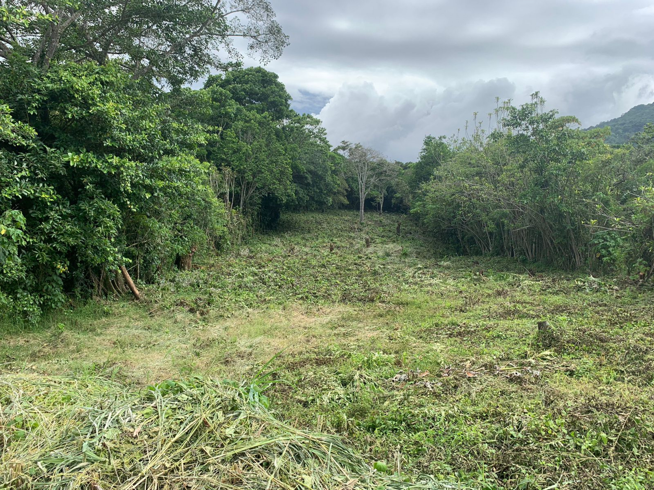 Multi-Use Land in Palmares: Ideal for Investment!