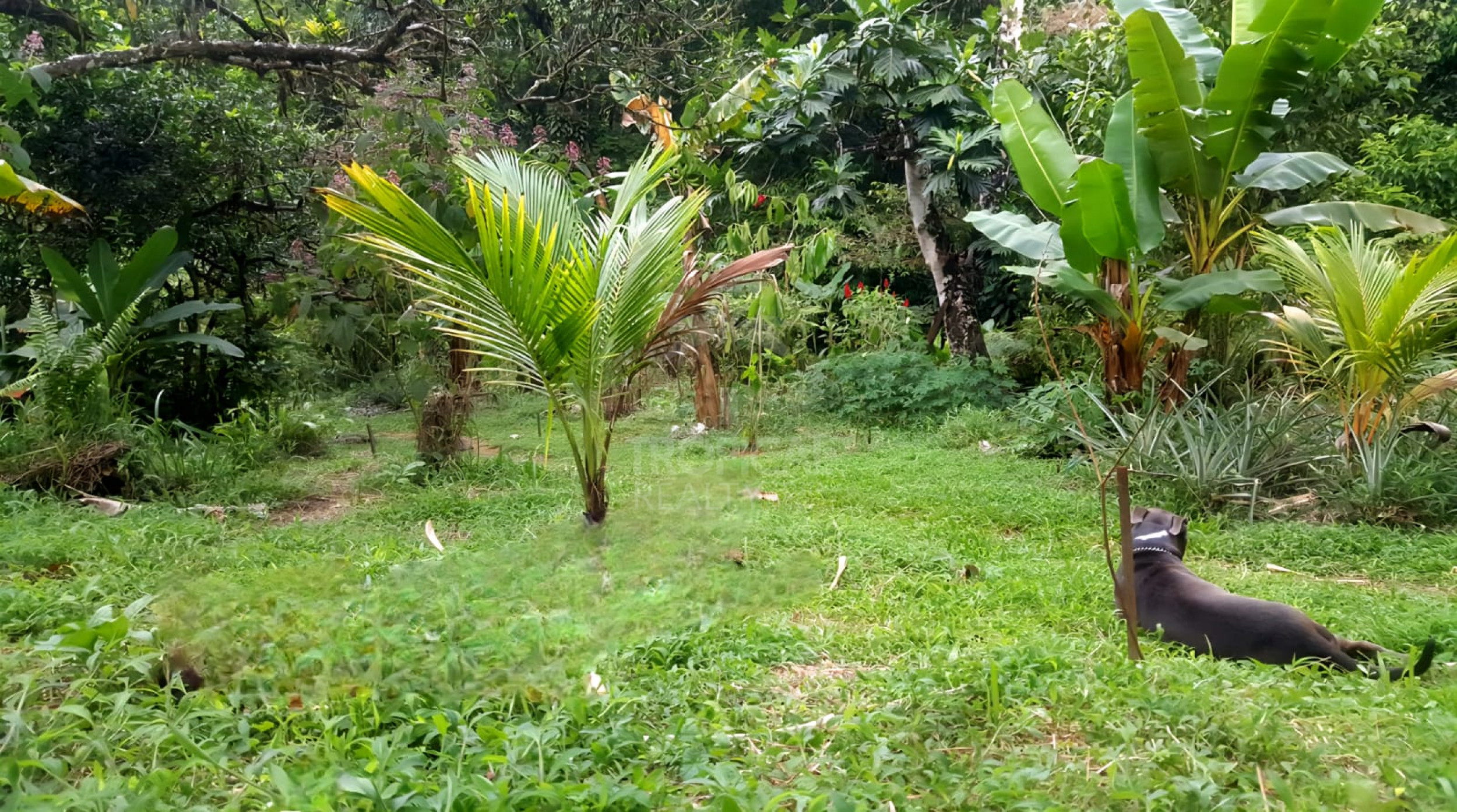 For Sale: Nature Lover’s Paradise in Sarapiquí – 24.7 Acres with Two Rivers | Bijagual, Heredia