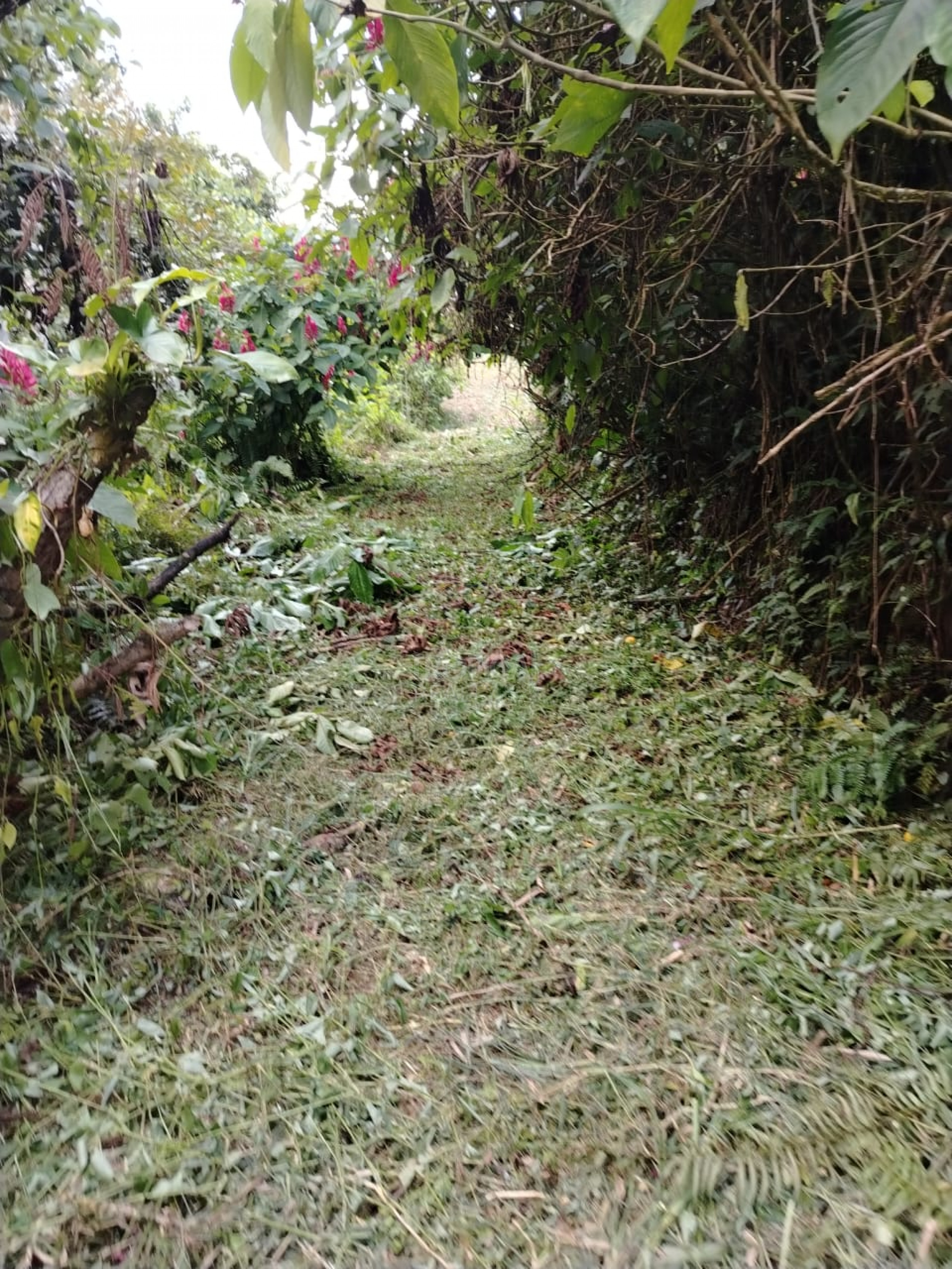 For Sale: Nature Lover’s Paradise in Sarapiquí – 24.7 Acres with Two Rivers | Bijagual, Heredia