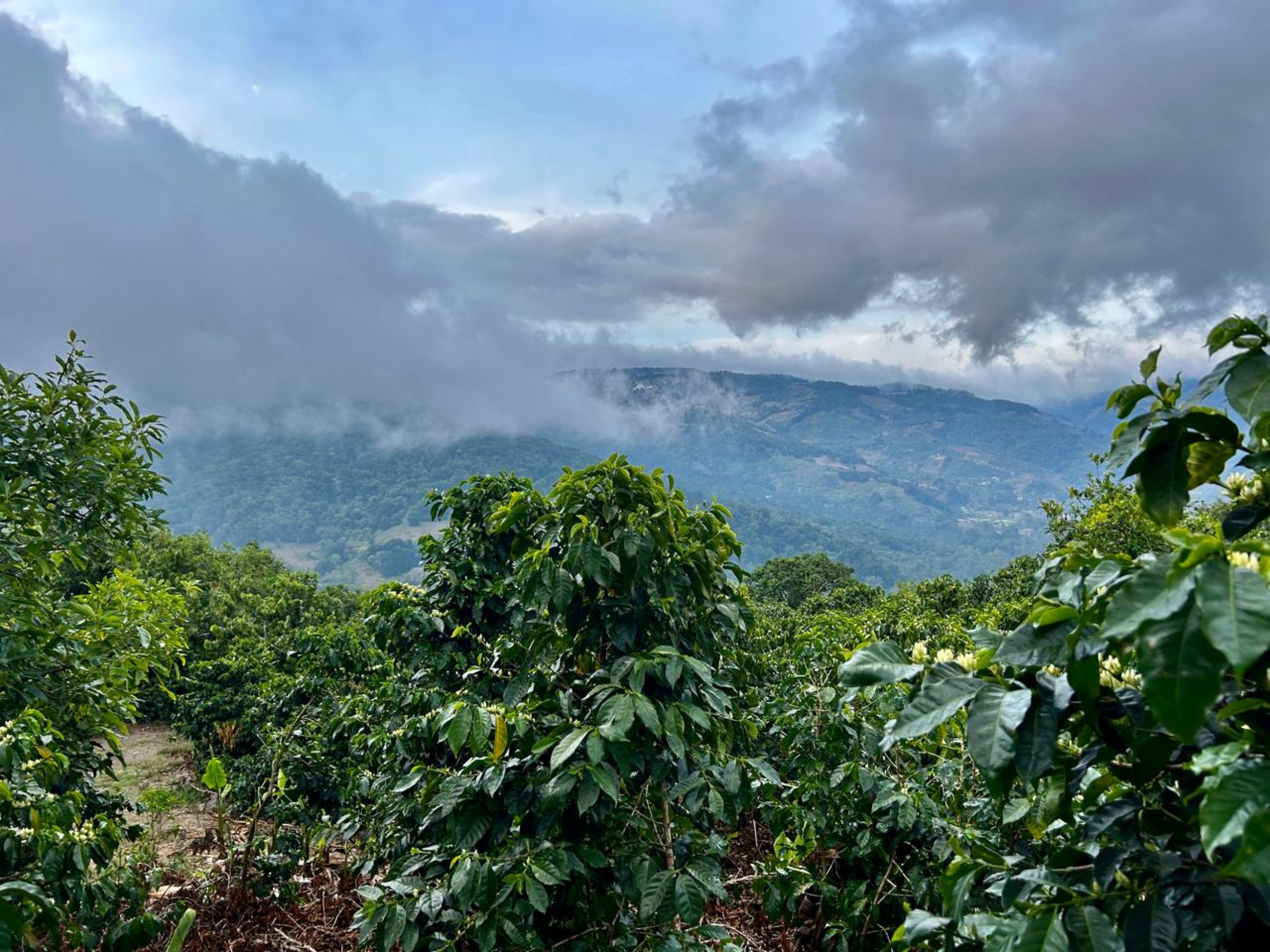 Coffe farm for Sale in Copey de Dota