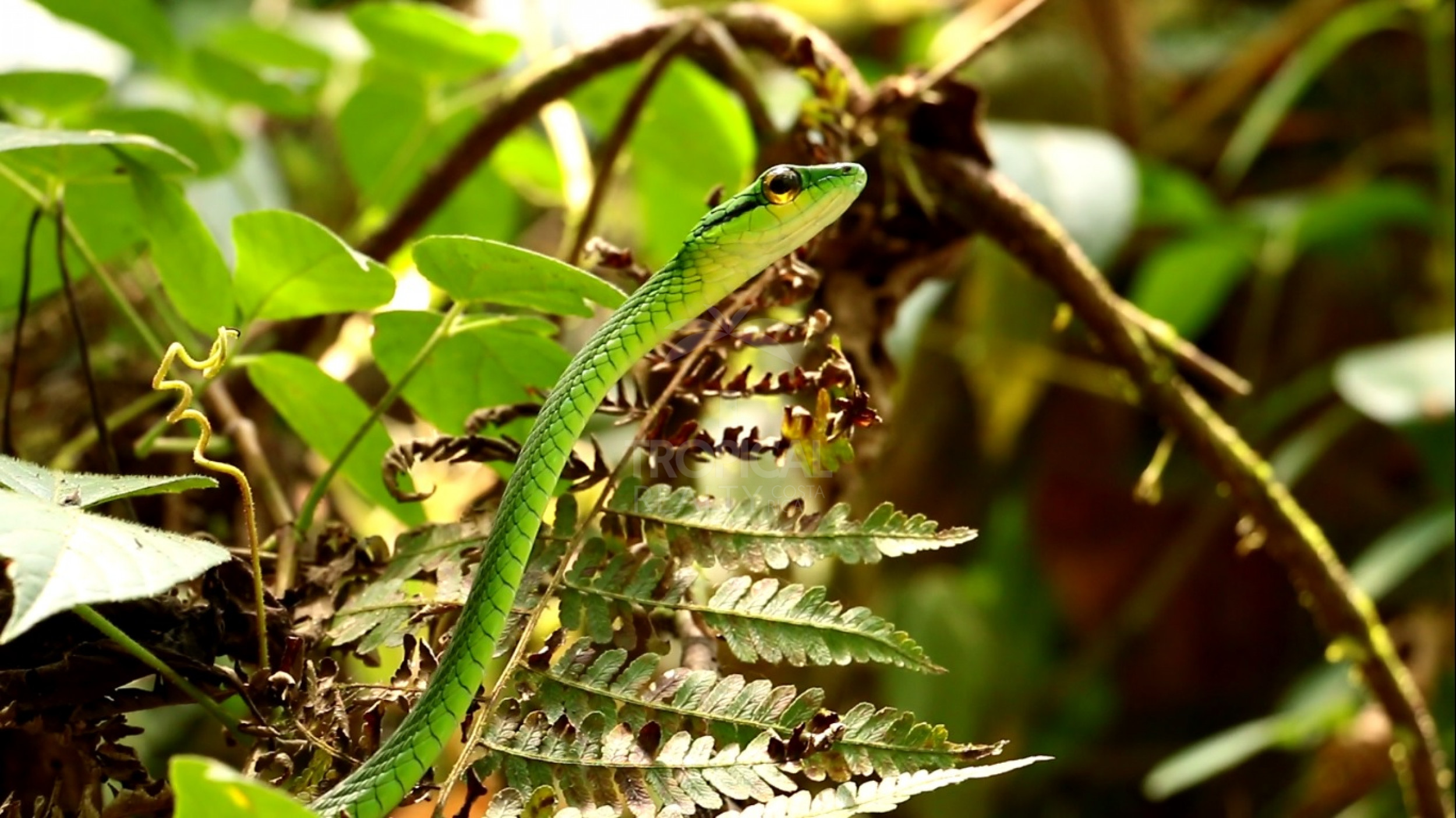 For Sale: Nature Lover’s Paradise in Sarapiquí – 24.7 Acres with Two Rivers | Bijagual, Heredia
