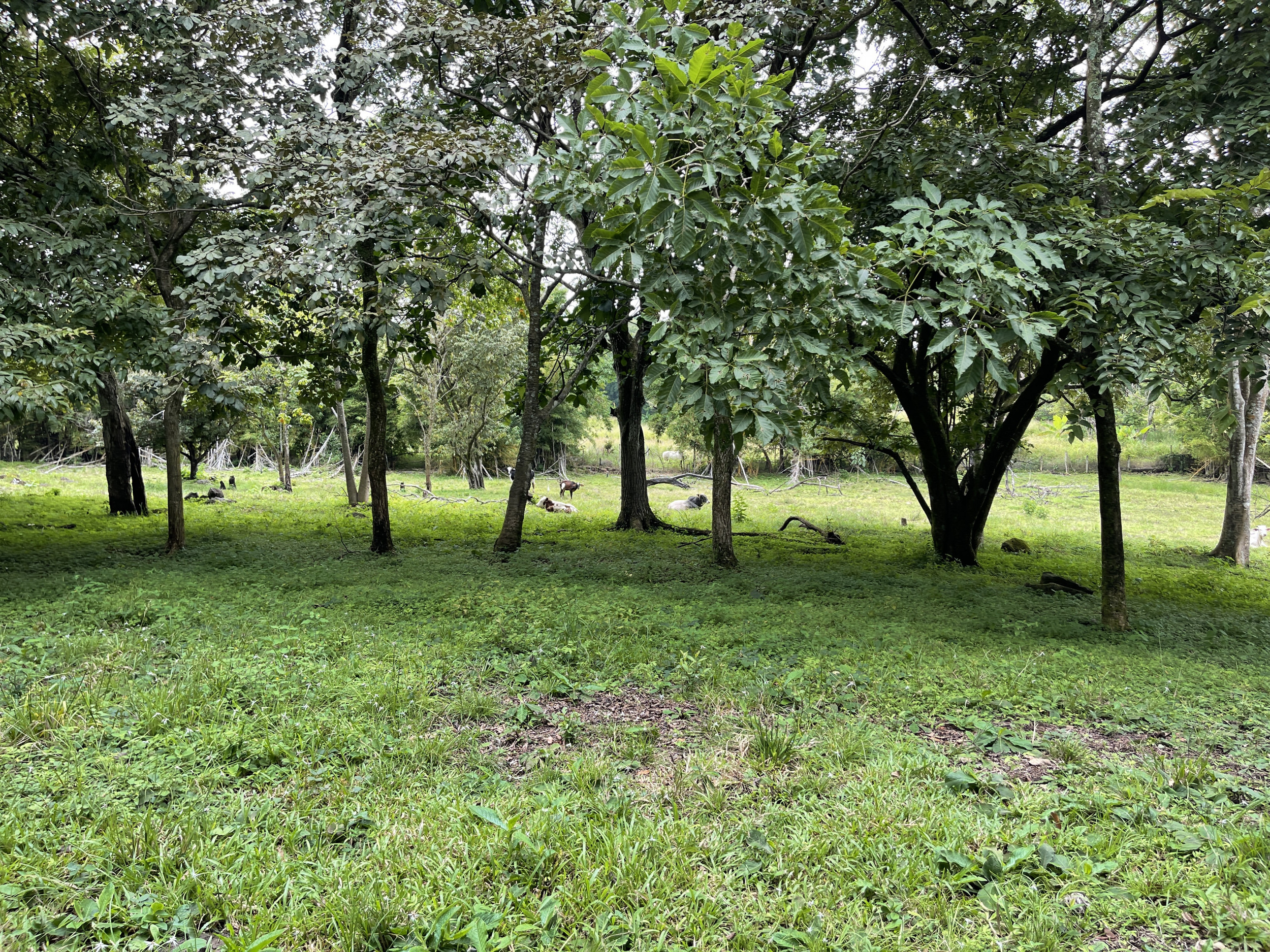 Development land for sale La Garita Alajuela 6.2 hectares
