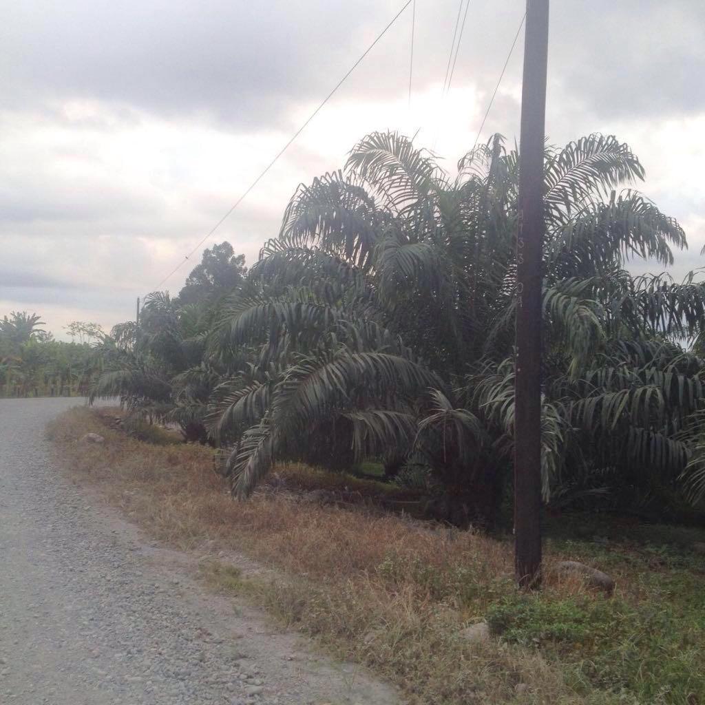140 hectares palm oil farm, Sarapiqui