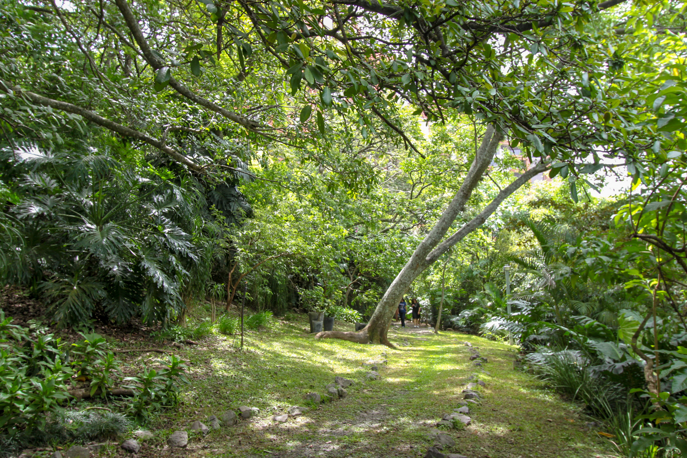 Apartment for sale or rent Escazu, Monteplata