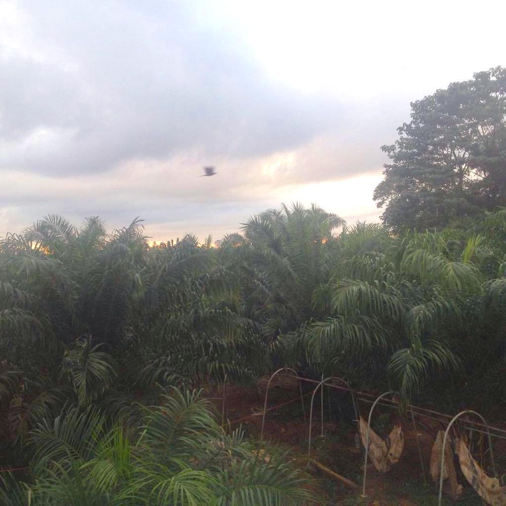 140 hectares palm oil farm, Sarapiqui