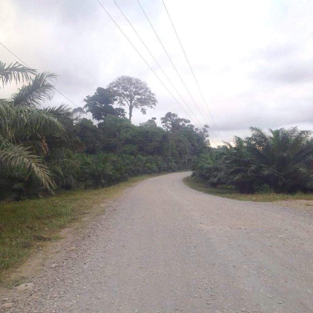 140 hectares palm oil farm, Sarapiqui