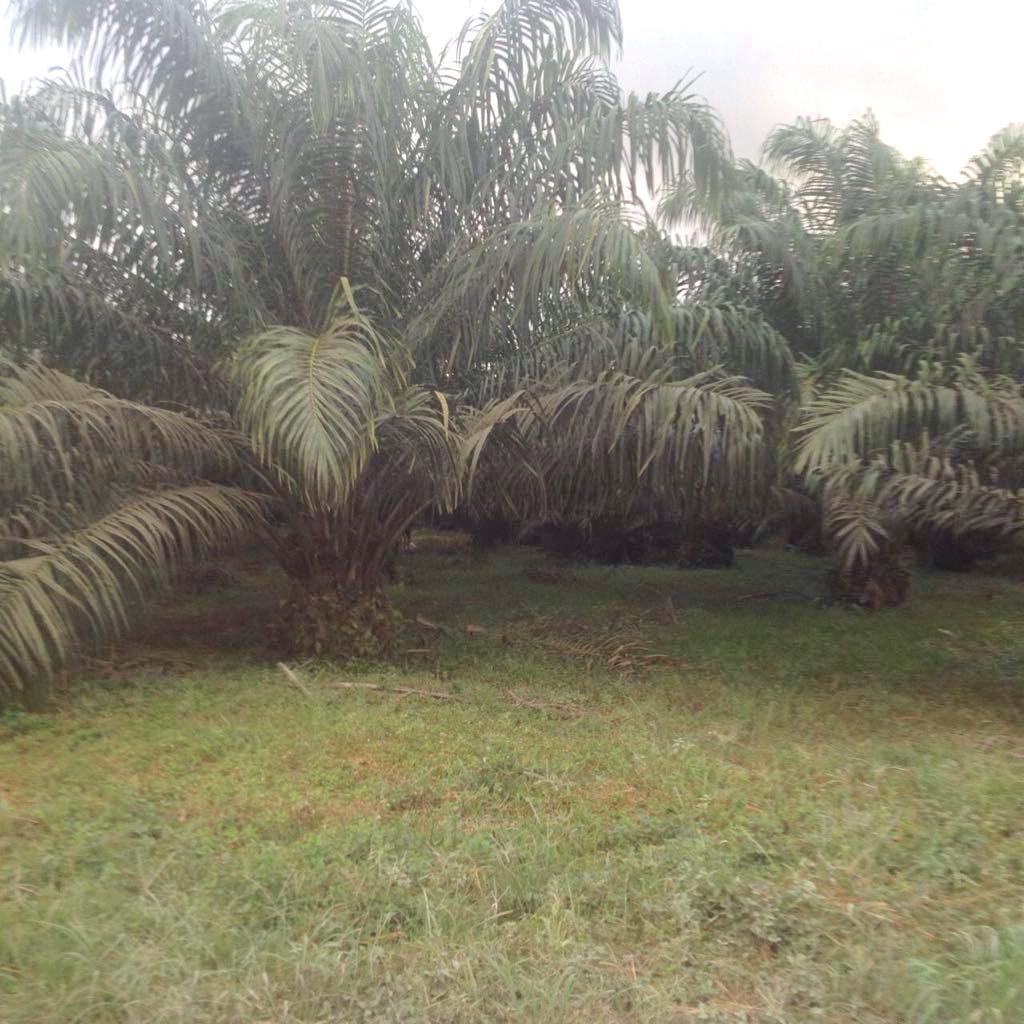Livestock farm for sale and palm oil, 331 acres