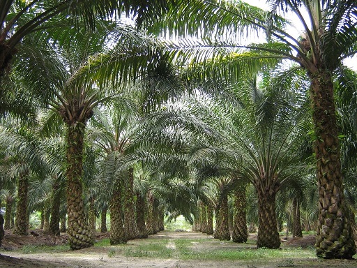 Livestock farm for sale and palm oil, 331 acres