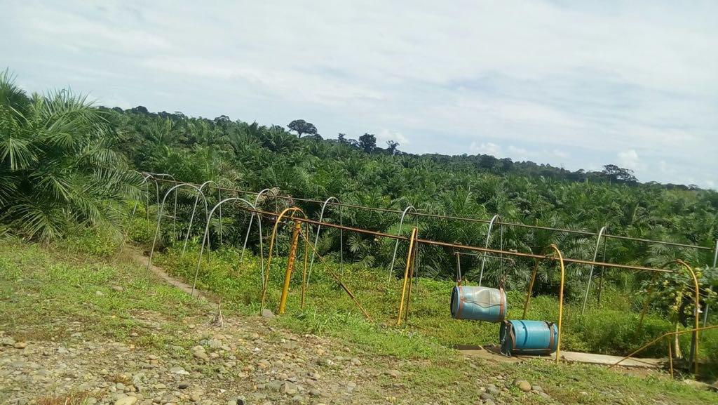 Livestock farm for sale and palm oil, 331 acres